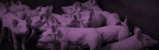 طراحی سایت دامپزشکی و ساخت وب سایت دامپروری و طراحی وب سایت برای شرکت های مرتبط با دام و طیور و طراحی سایت مرغداری ها و طراحی فروشگاه اینترنتی تجهیزات دامپروری و راه اندازی سایت فروشگاهی برای شرکت های تامین تجهیزات دام و طیور - طراحی سایت صنایع دام برای پارک مزارع کاتل کانتری انگلستان