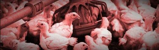 طراحی سایت دامپزشکی و ساخت وب سایت دامپروری و طراحی وب سایت برای شرکت های مرتبط با دام و طیور و طراحی سایت مرغداری ها و طراحی فروشگاه اینترنتی تجهیزات دامپروری و راه اندازی سایت فروشگاهی برای شرکت های تامین تجهیزات دام و طیور - طراحی سایت صنایع دام برای مزارع زنجیره ای دی اف ای میلک آمریکا