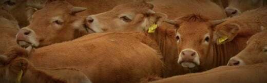 طراحی سایت دامپزشکی و ساخت وب سایت دامپروری و طراحی وب سایت برای شرکت های مرتبط با دام و طیور و طراحی سایت مرغداری ها و طراحی فروشگاه اینترنتی تجهیزات دامپروری و راه اندازی سایت فروشگاهی برای شرکت های تامین تجهیزات دام و طیور - طراحی سایت صنایع دام برای مزرعه پرورش دام و طیور فیر اوکز آمریکا