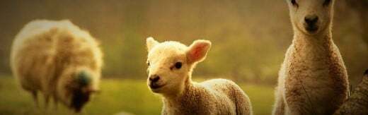 طراحی سایت دامپزشکی و ساخت وب سایت دامپروری و طراحی وب سایت برای شرکت های مرتبط با دام و طیور و طراحی سایت مرغداری ها و طراحی فروشگاه اینترنتی تجهیزات دامپروری و راه اندازی سایت فروشگاهی برای شرکت های تامین تجهیزات دام و طیور - طراحی سایت صنایع دام برای شرکت پرورش دام های گوشتی هریس رانچ بیف آمریکا