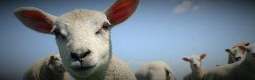 طراحی سایت دامپزشکی و ساخت وب سایت دامپروری و طراحی وب سایت برای شرکت های مرتبط با دام و طیور و طراحی سایت مرغداری ها و طراحی فروشگاه اینترنتی تجهیزات دامپروری و راه اندازی سایت فروشگاهی برای شرکت های تامین تجهیزات دام و طیور - طراحی سایت صنایع دام برای مزرعه دامپروری هورد لیو استوک آمریکا