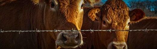 طراحی سایت دامپزشکی و ساخت وب سایت دامپروری و طراحی وب سایت برای شرکت های مرتبط با دام و طیور و طراحی سایت مرغداری ها و طراحی فروشگاه اینترنتی تجهیزات دامپروری و راه اندازی سایت فروشگاهی برای شرکت های تامین تجهیزات دام و طیور - طراحی سایت صنایع دام برای فروشگاه اینترنتی فروش تجهیزات دام هوریزون هسیت کانادا