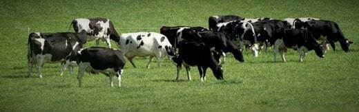 طراحی سایت دامپزشکی و ساخت وب سایت دامپروری و طراحی وب سایت برای شرکت های مرتبط با دام و طیور و طراحی سایت مرغداری ها و طراحی فروشگاه اینترنتی تجهیزات دامپروری و راه اندازی سایت فروشگاهی برای شرکت های تامین تجهیزات دام و طیور - طراحی سایت صنایع دام برای شرکت لیو استاک منجمنت سیستمز بریتانیا