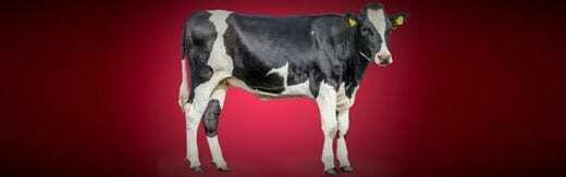 طراحی سایت دامپزشکی و ساخت وب سایت دامپروری و طراحی وب سایت برای شرکت های مرتبط با دام و طیور و طراحی سایت مرغداری ها و طراحی فروشگاه اینترنتی تجهیزات دامپروری و راه اندازی سایت فروشگاهی برای شرکت های تامین تجهیزات دام و طیور - طراحی سایت صنایع دام برای شرکت پرورش دام سالرز انگستان