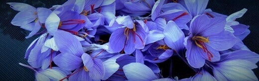 طراحی سایت زعفران و طراحی وب سایت زعفران و ساخت فروشگاه اینترنتی زعفران فروشی آنلاین و راه اندازی پرتال شرکت های تولیدکننده و بازرگانی زعفران و فعالان محصولات زعفرانی - طراحی سایت زعفران برای خانه زعفران انگلستان