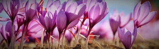 طراحی سایت زعفران و طراحی وب سایت زعفران و ساخت فروشگاه اینترنتی زعفران فروشی آنلاین و راه اندازی پرتال شرکت های تولیدکننده و بازرگانی زعفران و فعالان محصولات زعفرانی - طراحی سایت زعفران شرکت زعفران نورفولک سافرون انگلستان