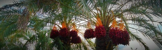 طراحی سایت بوشهر و بهترین شرکت طراح وب در استان بوشهر و طراحی وب سایت در بوشهر و طراحی سایت بوشهر وردپرس حرفه ای و طراحی سایت اینترنتی بوشهر توسط بهترین شرکت طراحی سایت در بوشهر در بین لیست شرکت های طراحی وب سایت در بوشهر و هنرمندترین طراح سایت در بوشهر در بین طراحان وب سایت در بوشهر دارای نمایندگی طراحی سایت در بوشهر و ساخت سایت بوشهر و طراحی پرتال در بوشهر با تیم طراحی سایت بوشهر و طراح سایت وردپرس بوشهر دارای قیمت و هزینه و تعرفه مناسب-طراحی سایت بوشهر برای شرکت خرمای توکلی بوشهر