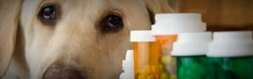 طراحی سایت داروخانه و طراحی وب سایت داروخانه ها و فروشگاه های اینترنتی دارو و داروخانه ای-داروخانه حیوانات خانگی پترکس