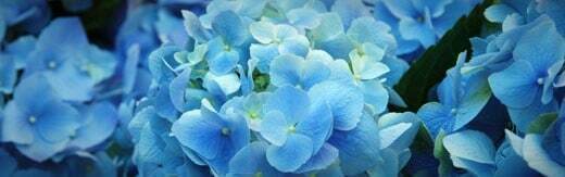 طراحی سایت گل فروشی و طراحی سایت فروشگاه گل و ساخت وب سایت گلفروشی و راه اندازی وب سایت فعالان صنعت گل و طراحی پرتال صنایع گل و دیزاین وبسایت فروشگاهی برای گل - طراحی سایت گلفروشی برای شرکت تولید گل هلندی بارندسن