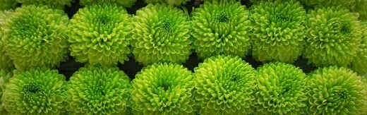 طراحی سایت گل فروشی و طراحی سایت فروشگاه گل و ساخت وب سایت گلفروشی و راه اندازی وب سایت فعالان صنعت گل و طراحی پرتال صنایع گل و دیزاین وبسایت فروشگاهی برای گل - طراحی سایت گلفروشی برای شرکت بزرگ تولید گل هلندی دی جی آی