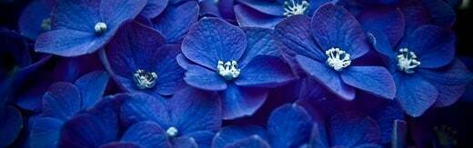 طراحی سایت گل فروشی و طراحی سایت فروشگاه گل و ساخت وب سایت گلفروشی و راه اندازی وب سایت فعالان صنعت گل و طراحی پرتال صنایع گل و دیزاین وبسایت فروشگاهی برای گل - طراحی سایت گلفروشی برای فروشگاه اینترنتی گلفروشی فلوم