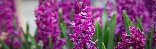 طراحی سایت گل فروشی و طراحی سایت فروشگاه گل و ساخت وب سایت گلفروشی و راه اندازی وب سایت فعالان صنعت گل و طراحی پرتال صنایع گل و دیزاین وبسایت فروشگاهی برای گل - طراحی سایت گلفروشی برای فروشگاه اینترنتی گلفروشی آنلاین اینترفلورا