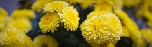 طراحی سایت گل فروشی و طراحی سایت فروشگاه گل و ساخت وب سایت گلفروشی و راه اندازی وب سایت فعالان صنعت گل و طراحی پرتال صنایع گل و دیزاین وبسایت فروشگاهی برای گل - طراحی سایت گلفروشی برای فروشگاه اینرنتی پروفلوورز