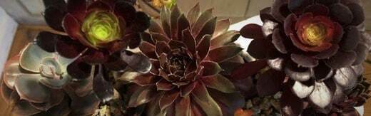 طراحی سایت گل فروشی و طراحی سایت فروشگاه گل و ساخت وب سایت گلفروشی و راه اندازی وب سایت فعالان صنعت گل و طراحی پرتال صنایع گل و دیزاین وبسایت فروشگاهی برای گل - طراحی سایت گلفروشی برای شرکت تولیدکننده گل وی دی پلاس