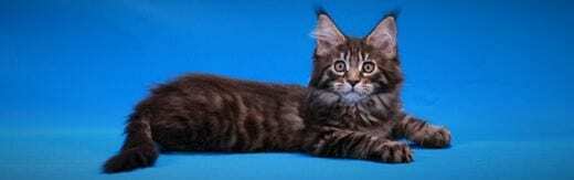 طراحی سایت حیوانات و وب سایت مرتبط با حیوانات خانگی و طراحی فروشگاه اینترنتی حیوانات و وبسایت فروش حیوانات اهلی و وحشی و سامانه های آنلاین حیوانات گمشده و بی سرپرست و پرتال های اطلاع رسانی و خبری حمایت از حیوانات و سایت موسسات پرورش حیوانات و مراکز نگهداری از حیوانات و کلینیک های درمان حیوانات و سایت های خرید و فروش حیوانات خانگی و مزرعه و سایت مجله اینترنتی و خبری حیوانات خانگی- طراحی سایت برای برند خدمات حیوانات خانگی 1800 ویشکرز