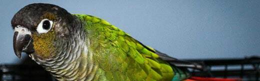 طراحی سایت حیوانات و وب سایت مرتبط با حیوانات خانگی و طراحی فروشگاه اینترنتی حیوانات و وبسایت فروش حیوانات اهلی و وحشی و سامانه های آنلاین حیوانات گمشده و بی سرپرست و پرتال های اطلاع رسانی و خبری حمایت از حیوانات و سایت موسسات پرورش حیوانات و مراکز نگهداری از حیوانات و کلینیک های درمان حیوانات و سایت های خرید و فروش حیوانات خانگی و مزرعه و سایت مجله اینترنتی و خبری حیوانات خانگی- طراحی سایت برای برند حیوانات خانگی بیداد