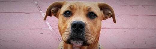 طراحی سایت حیوانات و وب سایت مرتبط با حیوانات خانگی و طراحی فروشگاه اینترنتی حیوانات و وبسایت فروش حیوانات اهلی و وحشی و سامانه های آنلاین حیوانات گمشده و بی سرپرست و پرتال های اطلاع رسانی و خبری حمایت از حیوانات و سایت موسسات پرورش حیوانات و مراکز نگهداری از حیوانات و کلینیک های درمان حیوانات و سایت های خرید و فروش حیوانات خانگی و مزرعه و سایت مجله اینترنتی و خبری حیوانات خانگی- طراحی سایت برای برند فروشگاه حیوانات خانگی پت لندن