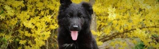 طراحی سایت حیوانات و وب سایت مرتبط با حیوانات خانگی و طراحی فروشگاه اینترنتی حیوانات و وبسایت فروش حیوانات اهلی و وحشی و سامانه های آنلاین حیوانات گمشده و بی سرپرست و پرتال های اطلاع رسانی و خبری حمایت از حیوانات و سایت موسسات پرورش حیوانات و مراکز نگهداری از حیوانات و کلینیک های درمان حیوانات و سایت های خرید و فروش حیوانات خانگی و مزرعه و سایت مجله اینترنتی و خبری حیوانات خانگی- طراحی سایت برای برند کلینیک حیوانات خانگی پاپی اسپات