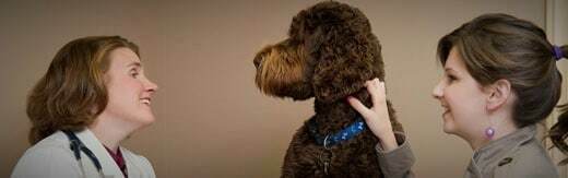 طراحی سایت حیوانات و وب سایت مرتبط با حیوانات خانگی و طراحی فروشگاه اینترنتی حیوانات و وبسایت فروش حیوانات اهلی و وحشی و سامانه های آنلاین حیوانات گمشده و بی سرپرست و پرتال های اطلاع رسانی و خبری حمایت از حیوانات و سایت موسسات پرورش حیوانات و مراکز نگهداری از حیوانات و کلینیک های درمان حیوانات و سایت های خرید و فروش حیوانات خانگی و مزرعه و سایت مجله اینترنتی و خبری حیوانات خانگی- طراحی سایت برای برند دامپزشکان حیوانات خانگی روستای وت