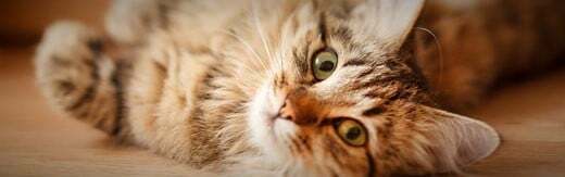 طراحی سایت حیوانات و وب سایت مرتبط با حیوانات خانگی و طراحی فروشگاه اینترنتی حیوانات و وبسایت فروش حیوانات اهلی و وحشی و سامانه های آنلاین حیوانات گمشده و بی سرپرست و پرتال های اطلاع رسانی و خبری حمایت از حیوانات و سایت موسسات پرورش حیوانات و مراکز نگهداری از حیوانات و کلینیک های درمان حیوانات و سایت های خرید و فروش حیوانات خانگی و مزرعه و سایت مجله اینترنتی و خبری حیوانات خانگی- طراحی سایت برای برند بیمارستان سگ و گربه واشنگتون