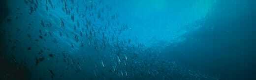 طراحی سایت تخصصی و ساخت سایت پیشرفته و طراحی وب سایت تخصصی و طراحی سایت و سئو تخصصی با استخدام متخصص طراحی سایت مسلط به اصطلاحات تخصصی طراحی سایت و طراحی سایت تخصص همراه با طراحی سایت پیشرفته و طراحی وب سایت پیشرفته و ساخت سایت پیشرفته توسط متخصص طراحی سایت و طراحی وب پیشرفته و طراحی صفحات وب پیشرفته و طراحی تخصصی فروشگاه اینترنتی - طراخی سایت تخصصی و پیشرفته برای موسسه آموزشی مدرسه اقیانوس