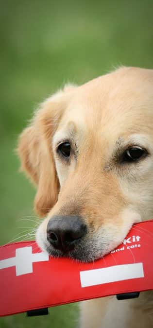 طراحی سایت حیوانات و وب سایت مرتبط با حیوانات خانگی و طراحی فروشگاه اینترنتی حیوانات و وبسایت فروش حیوانات اهلی و وحشی و سامانه های آنلاین حیوانات گمشده و بی سرپرست و پرتال های اطلاع رسانی و خبری حمایت از حیوانات و سایت موسسات پرورش حیوانات و مراکز نگهداری از حیوانات و کلینیک های درمان حیوانات و سایت های خرید و فروش حیوانات خانگی و مزرعه و سایت مجله اینترنتی و خبری حیوانات خانگی- آموزش کمک‌های اولیه حیوانات