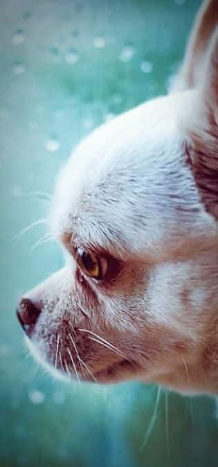 طراحی سایت حیوانات و وب سایت مرتبط با حیوانات خانگی و طراحی فروشگاه اینترنتی حیوانات و وبسایت فروش حیوانات اهلی و وحشی و سامانه های آنلاین حیوانات گمشده و بی سرپرست و پرتال های اطلاع رسانی و خبری حمایت از حیوانات و سایت موسسات پرورش حیوانات و مراکز نگهداری از حیوانات و کلینیک های درمان حیوانات و سایت های خرید و فروش حیوانات خانگی و مزرعه و سایت مجله اینترنتی و خبری حیوانات خانگی- بررسی مشکلات حیوانات خانگی