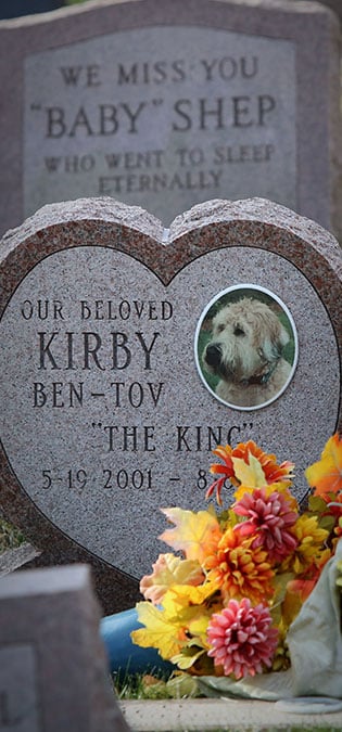 طراحی سایت حیوانات و وب سایت مرتبط با حیوانات خانگی و طراحی فروشگاه اینترنتی حیوانات و وبسایت فروش حیوانات اهلی و وحشی و سامانه های آنلاین حیوانات گمشده و بی سرپرست و پرتال های اطلاع رسانی و خبری حمایت از حیوانات و سایت موسسات پرورش حیوانات و مراکز نگهداری از حیوانات و کلینیک های درمان حیوانات و سایت های خرید و فروش حیوانات خانگی و مزرعه و سایت مجله اینترنتی و خبری حیوانات خانگی- صفحه یادبود برای حیوانات مرده