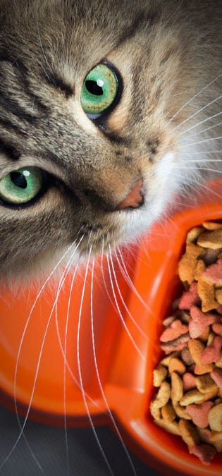 طراحی سایت حیوانات و وب سایت مرتبط با حیوانات خانگی و طراحی فروشگاه اینترنتی حیوانات و وبسایت فروش حیوانات اهلی و وحشی و سامانه های آنلاین حیوانات گمشده و بی سرپرست و پرتال های اطلاع رسانی و خبری حمایت از حیوانات و سایت موسسات پرورش حیوانات و مراکز نگهداری از حیوانات و کلینیک های درمان حیوانات و سایت های خرید و فروش حیوانات خانگی و مزرعه و سایت مجله اینترنتی و خبری حیوانات خانگی- ارائه رسپی غذای حیوانات