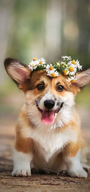 طراحی سایت حیوانات و وب سایت مرتبط با حیوانات خانگی و طراحی فروشگاه اینترنتی حیوانات و وبسایت فروش حیوانات اهلی و وحشی و سامانه های آنلاین حیوانات گمشده و بی سرپرست و پرتال های اطلاع رسانی و خبری حمایت از حیوانات و سایت موسسات پرورش حیوانات و مراکز نگهداری از حیوانات و کلینیک های درمان حیوانات و سایت های خرید و فروش حیوانات خانگی و مزرعه و سایت مجله اینترنتی و خبری حیوانات خانگی- انتشار خاطرات افراد با حیوانات خود