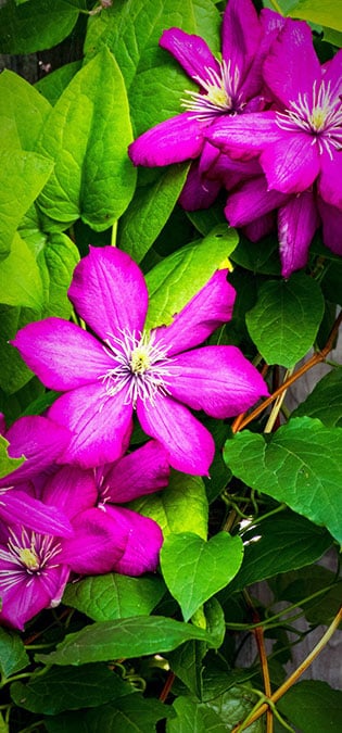 طراحی سایت گل فروشی و طراحی سایت فروشگاه گل و ساخت وب سایت گلفروشی و راه اندازی وب سایت فعالان صنعت گل و طراحی پرتال صنایع گل و دیزاین وبسایت فروشگاهی برای گل - طراحی سایت گلفروشی برای شرکت بزرگ تولید گل هلندی دی جی آی - اینفوگرافیک مشخصات گل