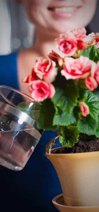 طراحی سایت گل فروشی و طراحی سایت فروشگاه گل و ساخت وب سایت گلفروشی و راه اندازی وب سایت فعالان صنعت گل و طراحی پرتال صنایع گل و دیزاین وبسایت فروشگاهی برای گل - طراحی سایت گلفروشی برای شرکت بزرگ تولید گل هلندی دی جی آی - آموزش نگهداری از گل و گیاه