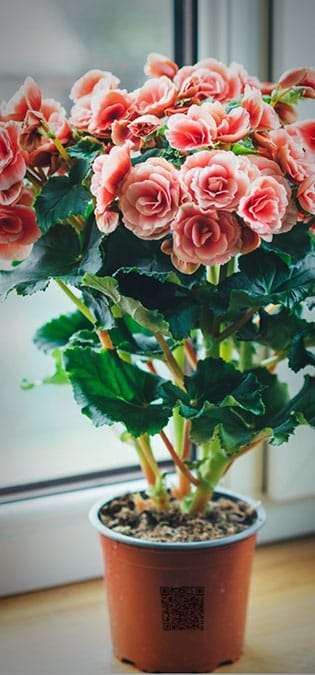 طراحی سایت گل فروشی و طراحی سایت فروشگاه گل و ساخت وب سایت گلفروشی و راه اندازی وب سایت فعالان صنعت گل و طراحی پرتال صنایع گل و دیزاین وبسایت فروشگاهی برای گل - طراحی سایت گلفروشی برای شرکت بزرگ تولید گل هلندی دی جی آی - ارسال گلدان هدیه با پیام صوتی