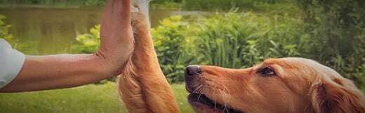 طراحی سایت حیوانات و وب سایت مرتبط با حیوانات خانگی و طراحی فروشگاه اینترنتی حیوانات و وبسایت فروش حیوانات اهلی و وحشی و سامانه های آنلاین حیوانات گمشده و بی سرپرست و پرتال های اطلاع رسانی و خبری حمایت از حیوانات و سایت موسسات پرورش حیوانات و مراکز نگهداری از حیوانات و کلینیک های درمان حیوانات و سایت های خرید و فروش حیوانات خانگی و مزرعه و سایت مجله اینترنتی و خبری حیوانات خانگی - طراحی سایت حیوانات برای فروشگاه حیوانات خانگی مرکزی سیمپل