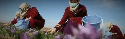 طراحی سایت زعفران و طراحی وب سایت زعفران و ساخت فروشگاه اینترنتی زعفران فروشی آنلاین و راه اندازی پرتال شرکت های تولیدکننده و بازرگانی زعفران و فعالان محصولات زعفرانی - طراحی سایت زعفران برای فروشگاه اینترنتی زعفران هکو