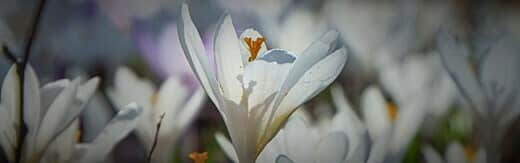 طراحی سایت زعفران و طراحی وب سایت زعفران و ساخت فروشگاه اینترنتی زعفران فروشی آنلاین و راه اندازی پرتال شرکت های تولیدکننده و بازرگانی زعفران و فعالان محصولات زعفرانی - طراحی سایت زعفران برای برند زعفران زاران