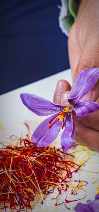 طراحی سایت زعفران و طراحی وب سایت زعفران و ساخت فروشگاه اینترنتی زعفران فروشی آنلاین و راه اندازی پرتال شرکت های تولیدکننده و بازرگانی زعفران و فعالان محصولات زعفرانی - خرید مستقیم از کشاورزان