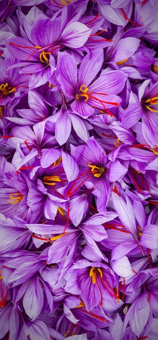 طراحی سایت زعفران و طراحی وب سایت زعفران و ساخت فروشگاه اینترنتی زعفران فروشی آنلاین و راه اندازی پرتال شرکت های تولیدکننده و بازرگانی زعفران و فعالان محصولات زعفرانی - اینفوگرافیک تولید مراحل زعفران