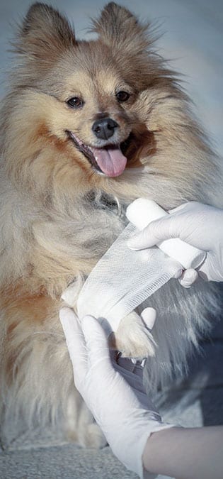 طراحی سایت دامپزشکی و ساخت وب سایت دامپروری و طراحی وب سایت برای شرکت های مرتبط با دام و طیور و طراحی سایت مرغداری ها و طراحی فروشگاه اینترنتی تجهیزات دامپروری و راه اندازی سایت فروشگاهی برای شرکت های تامین تجهیزات دام و طیور - فرم تماس یکپارچه با CRM