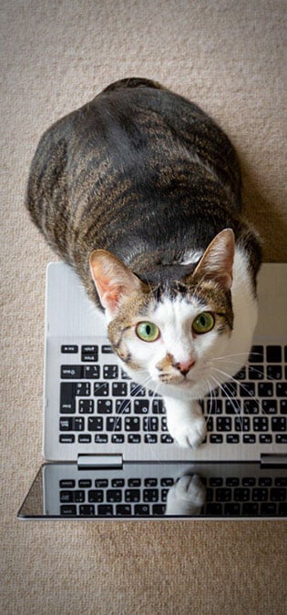 طراحی سایت دامپزشکی و ساخت وب سایت دامپروری و طراحی وب سایت برای شرکت های مرتبط با دام و طیور و طراحی سایت مرغداری ها و طراحی فروشگاه اینترنتی تجهیزات دامپروری و راه اندازی سایت فروشگاهی برای شرکت های تامین تجهیزات دام و طیور - سئوی کلمات کلیدی غیر مستقیم