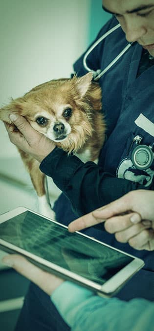 طراحی سایت دامپزشکی و ساخت وب سایت دامپروری و طراحی وب سایت برای شرکت های مرتبط با دام و طیور و طراحی سایت مرغداری ها و طراحی فروشگاه اینترنتی تجهیزات دامپروری و راه اندازی سایت فروشگاهی برای شرکت های تامین تجهیزات دام و طیور - داستان‌های واقعی از درمان کامل حیوانات