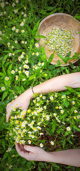 Medicinal-Plants-Web-Site-Design-Idea-Planting-and-Care-Guide طراحی سایت گیاهان دارویی و طراحی وب سایت شرکتهای فعال در زمینه داروهای گیاهی و شرکت های تولیدکننده یا واردکننده گیاه دارویی - راهنمای کاشت و مراقبت