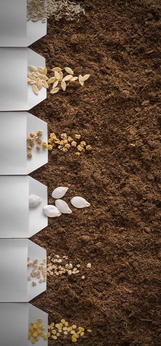 Seedling-Cultivation-Seed-Store-Companies-Web-Design-Idea-Insert-Quality-Images-of-Seeds طراحی سایت نهالستان و ساخت فروشگاه بذر و طراحی فروشگاه اینترنتی نهال و طراحی سایت فروشگاهی بذر و راه اندازی پرتال شرکت های بذر و طراحی سایت گلخانه ها و طراحی سایت نهال فروشی - درج تصاویر با کیفیت از بذر