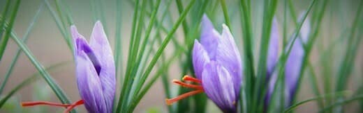 طراحی سایت زعفران و طراحی وب سایت زعفران و ساخت فروشگاه اینترنتی زعفران فروشی آنلاین و راه اندازی پرتال شرکت های تولیدکننده و بازرگانی زعفران و فعالان محصولات زعفرانی - طراحی سایت زعفران برای وبسایت Bahraman Saffron در کشور ایران