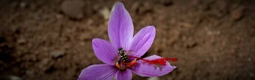 طراحی سایت زعفران و طراحی وب سایت زعفران و ساخت فروشگاه اینترنتی زعفران فروشی آنلاین و راه اندازی پرتال شرکت های تولیدکننده و بازرگانی زعفران و فعالان محصولات زعفرانی - طراحی سایت زعفران برای وبسایت Golden Saffron در کشور آمریکا