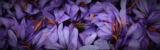 طراحی سایت زعفران و طراحی وب سایت زعفران و ساخت فروشگاه اینترنتی زعفران فروشی آنلاین و راه اندازی پرتال شرکت های تولیدکننده و بازرگانی زعفران و فعالان محصولات زعفرانی - طراحی سایت زعفران برای وبسایت Pampore Saffron در کشور هند