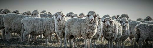 طراحی سایت دامپزشکی و ساخت وب سایت دامپروری و طراحی وب سایت برای شرکت های مرتبط با دام و طیور و طراحی سایت مرغداری ها و طراحی فروشگاه اینترنتی تجهیزات دامپروری و راه اندازی سایت فروشگاهی برای شرکت های تامین تجهیزات دام و طیور - طراحی سایت صنایع دام برای وبسایت Poultry World در کشور هلند