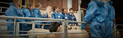 طراحی سایت دامپزشکی و ساخت وب سایت دامپروری و طراحی وب سایت برای شرکت های مرتبط با دام و طیور و طراحی سایت مرغداری ها و طراحی فروشگاه اینترنتی تجهیزات دامپروری و راه اندازی سایت فروشگاهی برای شرکت های تامین تجهیزات دام و طیور - طراحی سایت صنایع دام برای وبسایت Livestock Marketing Association در کشور ایالات متحده آمریکا