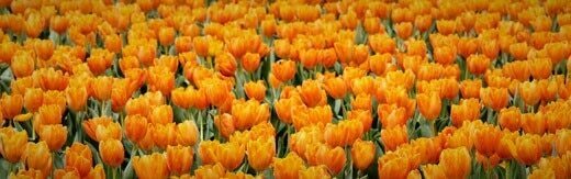 طراحی سایت گل فروشی و طراحی سایت فروشگاه گل و ساخت وب سایت گلفروشی و راه اندازی وب سایت فعالان صنعت گل و طراحی پرتال صنایع گل و دیزاین وبسایت فروشگاهی برای گل - طراحی سایت گلفروشی برای وبسایت BloomsyBox در کشور آمریکا