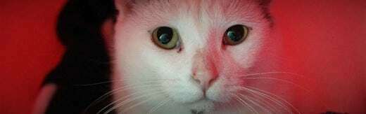 طراحی سایت حیوانات و وب سایت مرتبط با حیوانات خانگی و طراحی فروشگاه اینترنتی حیوانات و وبسایت فروش حیوانات اهلی و وحشی و سامانه های آنلاین حیوانات گمشده و بی سرپرست و پرتال های اطلاع رسانی و خبری حمایت از حیوانات و سایت موسسات پرورش حیوانات و مراکز نگهداری از حیوانات و کلینیک های درمان حیوانات و سایت های خرید و فروش حیوانات خانگی و مزرعه و سایت مجله اینترنتی و خبری حیوانات خانگی- طراحی سایت برای وبسایت Petfinder در کشور آمریکا